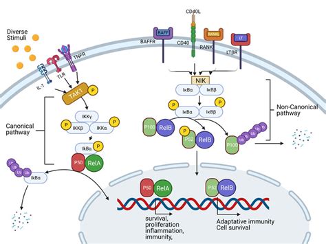 Cell Signaling And Pathways Of Nf κb Mediated Inflammation Download