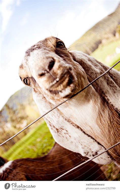 Goats Eye Animal A Royalty Free Stock Photo From Photocase