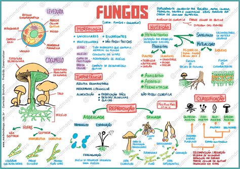 Resumo Sobre Fungos Biologia Estuda Enem