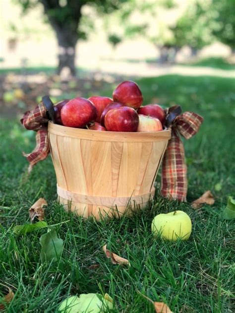 Fall apple picking | Fall apples, Apple picking, Apple