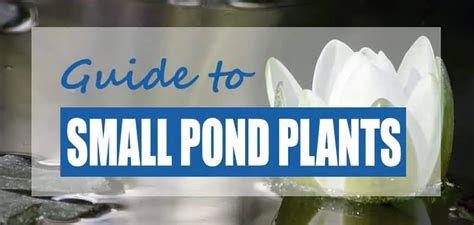 Best Small Plants for Small Ponds (Easy Care Species) - Pond Informer