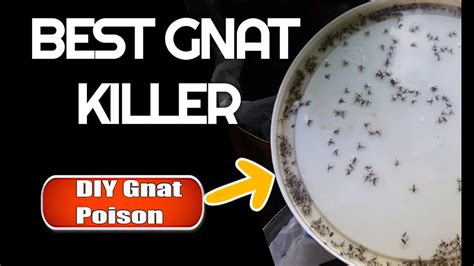 Gnats: What Is, Types, Life Cycle, Dangers, and Prevention