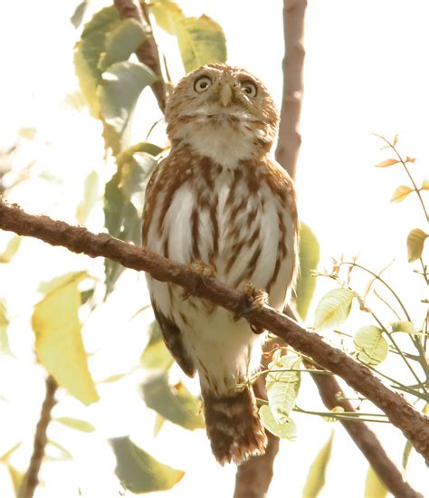 Foto Cabur Glaucidium Brasilianum Por Ivo Zecchin Wiki Aves A