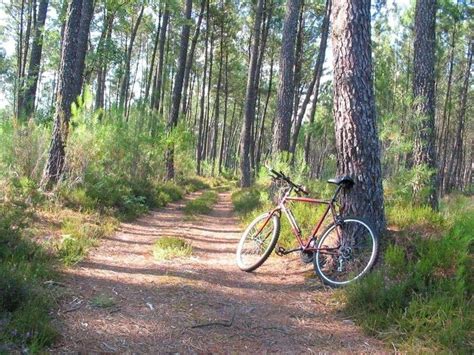 Tout Naturellement Dans Le Parc Des Landes De Gascogne