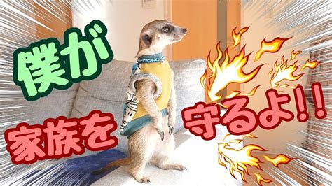 音大きめで見て下さい🙏】家族を守るなっくんマン【ミーアキャット鳴き声】 Youtube