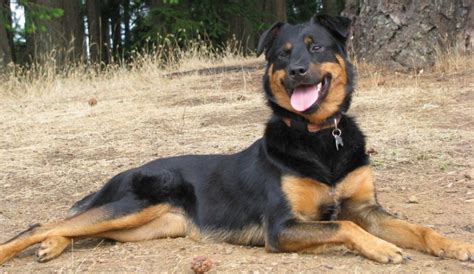 Border Collie Rottweiler Mix: Border Rottie Breed Information - Fuzzy ...