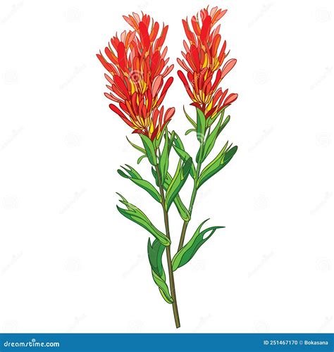 Vector Outline Castilleja or Indian Paintbrush Red Flower, Bud and