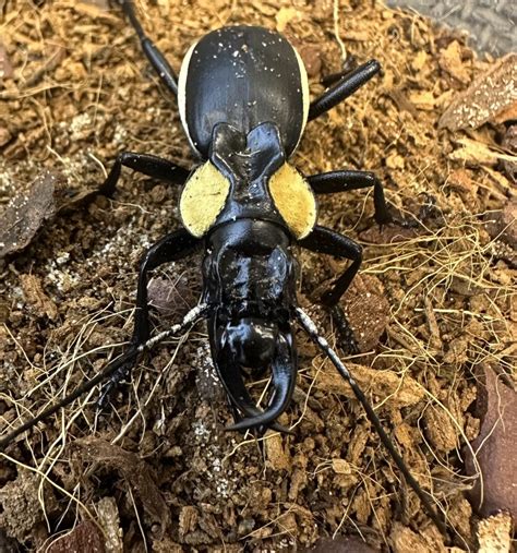 Anthia Thoracica Eye Spitting Beetle Mantis Den