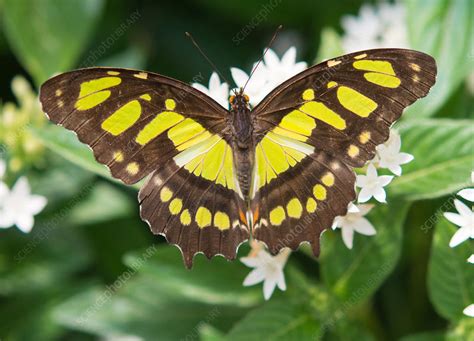 Malachite butterfly - Stock Image - F031/9353 - Science Photo Library