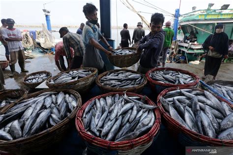 Harga Ikan Laut Anjlok ANTARA News