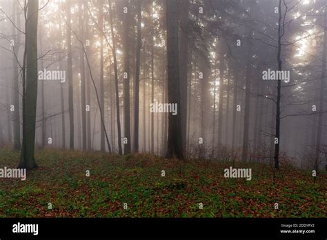 Panorama of foggy forest. Fairy tale spooky looking woods in a misty ...