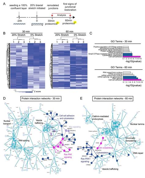 Phosphoproteome Analyses Implicate Activation Of Rhoa And Rac Pak