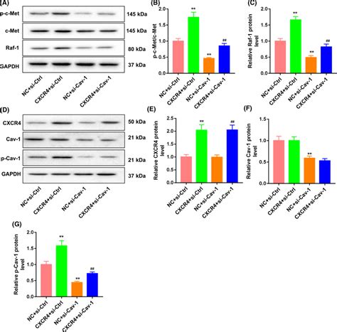 Cxcr4 Activated C‐met Via The Cav‐1 Signaling Pathway Huh7 Cells Were