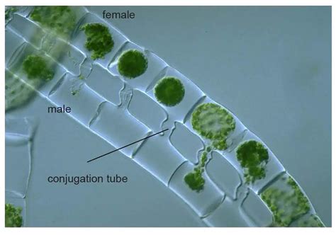 Green Algae Rs Science