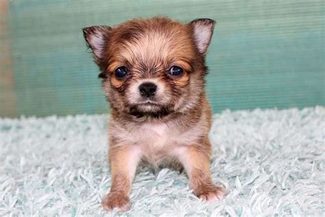 Teacup Chihuahua: The Tiniest Dog With A Huge Backstory