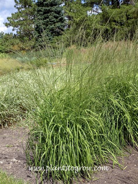 Cordoba Moor Grass Molinia Caerulea Ssp Arundinacea Plants To Grow Plants Database By Paul