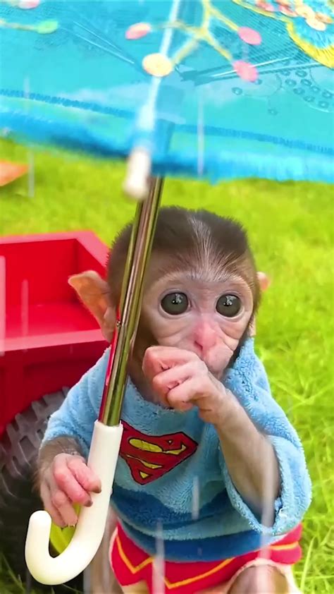 Dado The Monkey Funny Moments Febspot