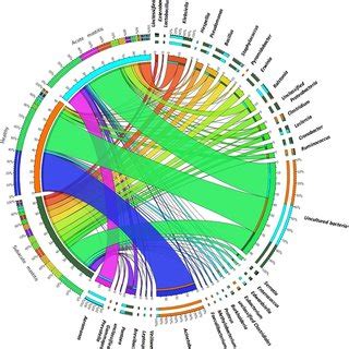 Circos Representation Of Top Most Abundant Bacterial Genera Between