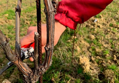 Vine Pruning 2022 - All you have to know, best practices - La Marronaia