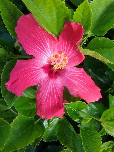 Hibiscus Rosalie In 150mm Advanced Pot Trigg Plants