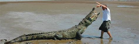 The Crocodile Man Tour - Parklands - Costa Rican Vacations, Corporate ...