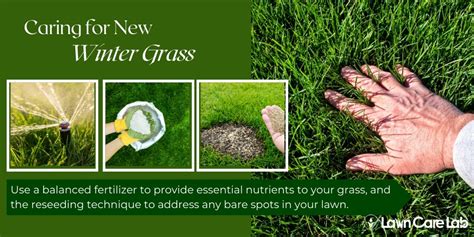 Complete Guide On Growing And Caring For Grass In Winter