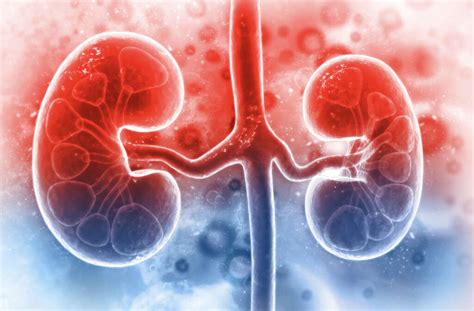 Kidney Disease: What Is Kidney Disease?