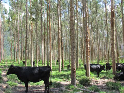 Plantaciones Forestales Arborizaciones