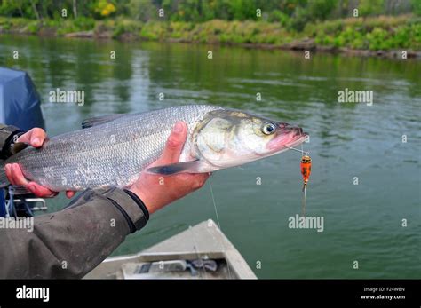 Alaskas Aniak River And Its Braids Offer Great Fishing For Sheefish In