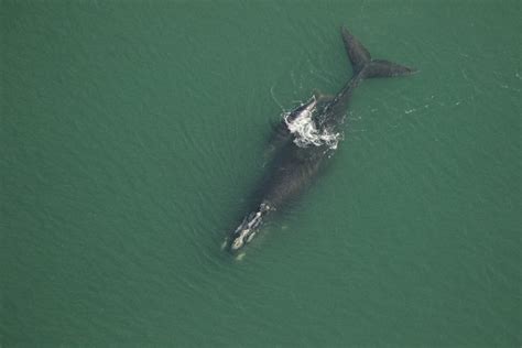 2022-2023 Right Whale Calving Season - Clearwater Marine Aquarium