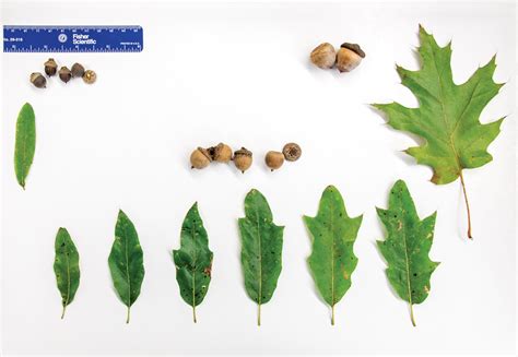 How To Identify Different Types Of Oak Trees