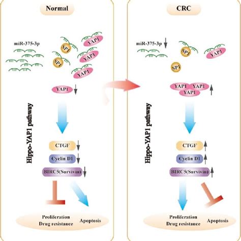 The Schematic Model Of Mir 375 3p As A Role In Regulating Functions In