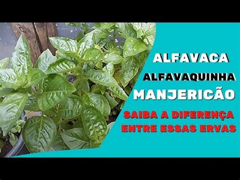 Alfavaca E Manjericão Diferença - Qual É A Diferença Entre Manjericão E Folhas De Louro? – IDOCTJ