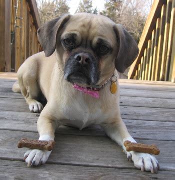 Puggle (Pug and Beagle Mix) Info, Temperament, Puppies, Pictures