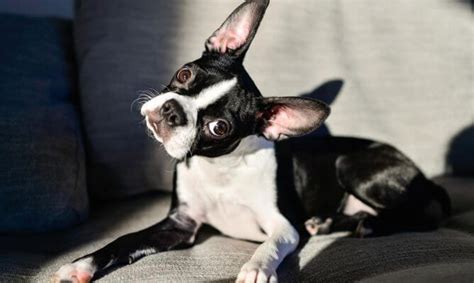 how to cut dog's tail