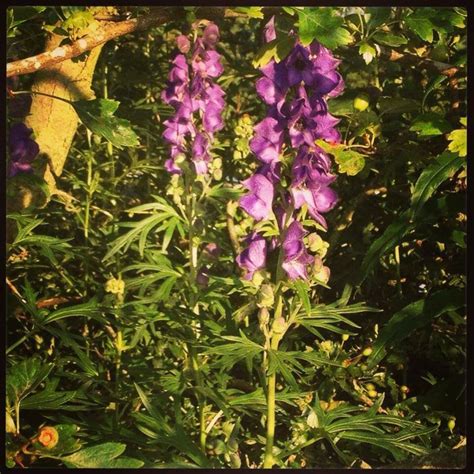 Wolfs Bane Google Search In Monkshood Wolfsbane Poisonous Plants