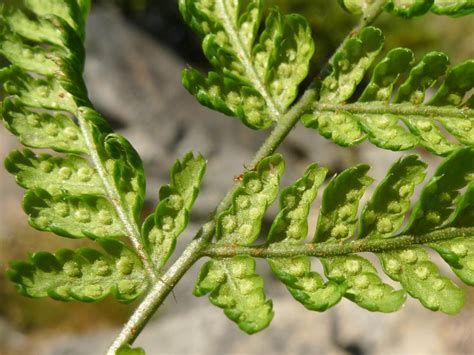 Flora Of New Zealand Taxon Profile Dryopteris Dilatata