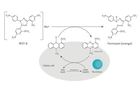 Cck 8试剂盒 Pf00004 Proteintech 武汉三鹰生物技术有限公司