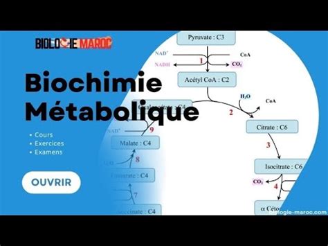 Biochimie Metabolique S La R Action Globale De La Glycolyse Vid O