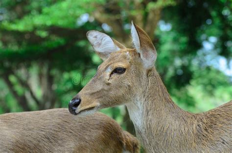 Eld S Deer Also Known As The Thamin Or Brow Antlered Deer Stock Photo