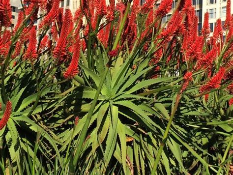 Aloe Hybrida Erik The Red Wholesale Nursery Nurseries In Melbourne