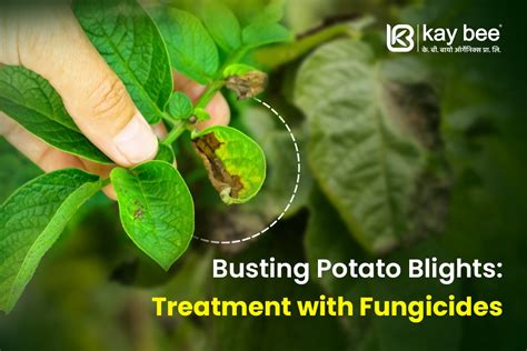 Busting Potato Blight: Treatment with Fungicides