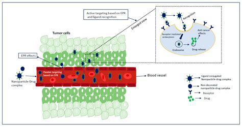 Biomedicines Free Full Text Nanoparticles Targeting Receptors On