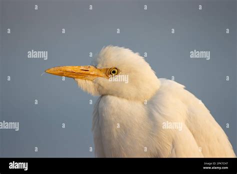 Head Of A Cattle Egret Bubulcus Ibis Close Up With A Pale Blue