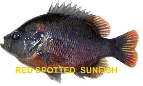 The identification of panfish