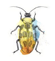 Watercolor Bugs Ideen Insekten Aquarell K Fer Insekt