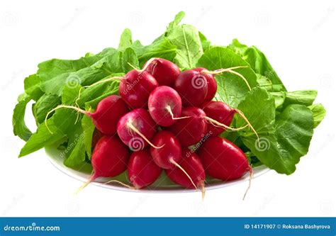 Radish with leaves stock image. Image of fennel, eating - 14171907