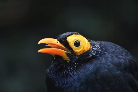 Yellow Faced Myna Mino Dumontii Zoochat