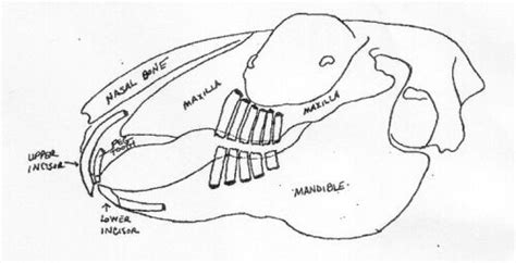 Rabbit Teeth Pt 1 How Rabbit Teeth Work House Rabbit Society