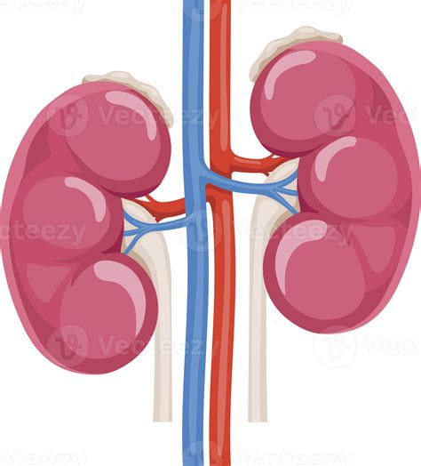 Kidney symbol icon 19053844 PNG